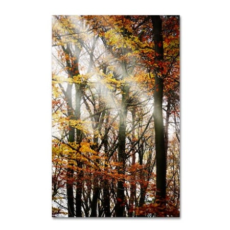 Philippe Sainte-Laudy 'Just The Light' Canvas Art,30x47